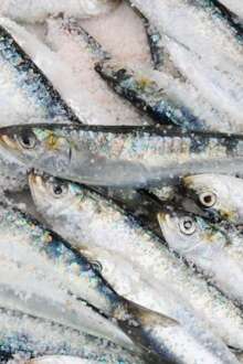 Sardinha fresca